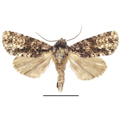 /filer/webapps/moths/media/images/P/politzari_Corniculonycta_PTF_SMNS_02.jpg