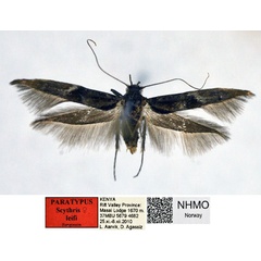 /filer/webapps/moths/media/images/L/leifi_Scythris_PTF_NHMO_Xm8dGKX.jpg