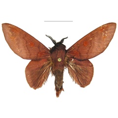 /filer/webapps/moths/media/images/S/schultzei_Afrocesa_AM_MWM.jpg