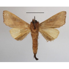 /filer/webapps/moths/media/images/B/brunnea_Peratodonta_A_MGCLb_01.JPG