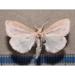 /filer/webapps/moths/media/images/R/rosea_Laelia_A_Goff.jpg