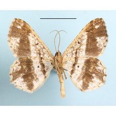/filer/webapps/moths/media/images/G/geminilinea_Chiasmia_A_MGCLb_01.JPG