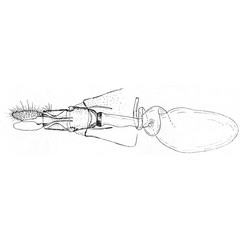 /filer/webapps/moths/media/images/C/clostos_Plinthograptis_GFHT_ISEA.jpg