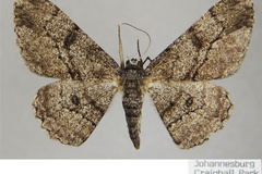 Zeuctoboarmia sabinei