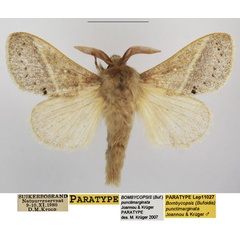 /filer/webapps/moths/media/images/P/punctimarginata_Bombycopsis_PTM_TMSA.jpg