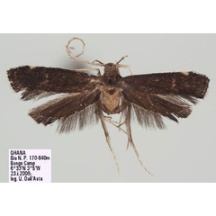 /filer/webapps/moths/media/images/M/minutiella_Lecithocera_HT_RMCA.jpg