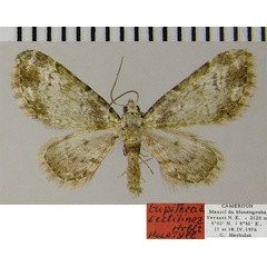 /filer/webapps/moths/media/images/S/sectilinea_Eupithecia_HT_ZSM.jpg