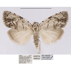 /filer/webapps/moths/media/images/I/inopinata_Ezishnola_PTM_ANHRT_msjEPjP.jpg