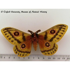 /filer/webapps/moths/media/images/A/arabella_Bunaeopsis_A_OUMNH.jpg