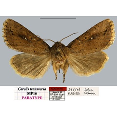 /filer/webapps/moths/media/images/T/transversa_Carelis_PTF_MNHN.jpg