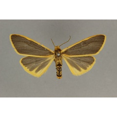 /filer/webapps/moths/media/images/T/tenebrosa_Acantharctia_HT_BMNH.jpg