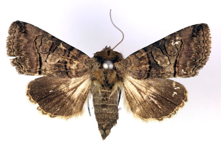 /filer/webapps/moths/media/images/T/triopis_Abrostola_A_RMCA.jpg