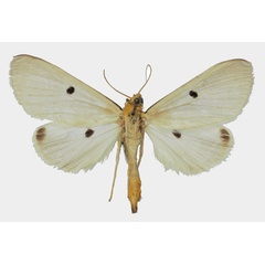 /filer/webapps/moths/media/images/T/tetrasticta_Parasoloe_AF_Basquin.jpg