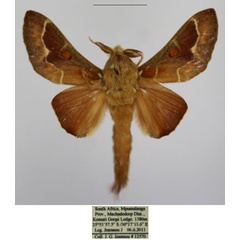 /filer/webapps/moths/media/images/J/jansei_Streblote_AM_TMSA_02.jpg