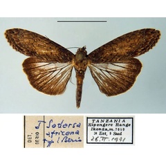 /filer/webapps/moths/media/images/A/africana_Sadarsa_HT_MSNM_jafyUVF.jpg