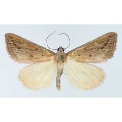 /filer/webapps/moths/media/images/H/helesusalis_Phytometra_AM_TMSA_03.jpg