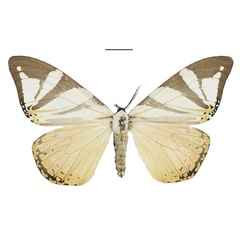 /filer/webapps/moths/media/images/D/ducarmei_Otroeda_PTF_Bouyer_02.jpg