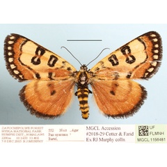 /filer/webapps/moths/media/images/N/nyassana_Brephos_A_MGCLa_02.JPG