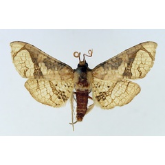 /filer/webapps/moths/media/images/S/squamigera_Kuja_AF_TMSA.jpg