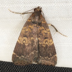 /filer/webapps/moths/media/images/U/uliginosalis_Hydrillodes_A_Heyns_01.JPG