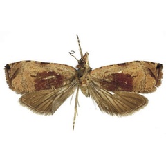 /filer/webapps/moths/media/images/B/bohatolae_Eccopsis_HT_RMCA.jpg