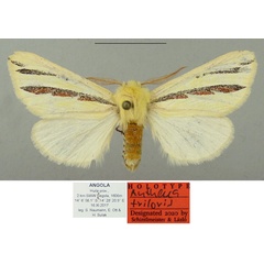 /filer/webapps/moths/media/images/T/triloris_Antheua_HT_Schintlmeister_BzN5afl.jpg