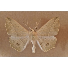 /filer/webapps/moths/media/images/P/pulverosa_Psilocerea_A_Butler.jpg