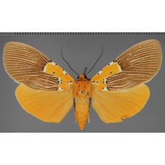 /filer/webapps/moths/media/images/S/speciosa_Asota_AF_Fiebig.jpg