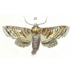 /filer/webapps/moths/media/images/G/geyeri_Eutelia_Felder_110_23.jpg