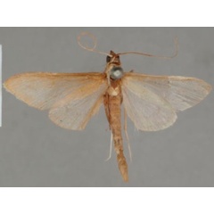 /filer/webapps/moths/media/images/S/sthenialis_Pyrausta_PT_OUMNHa_02.jpg