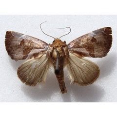 /filer/webapps/moths/media/images/A/agrapha_Westermannia_A_Goff.jpg