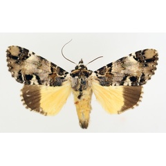 /filer/webapps/moths/media/images/V/varius_Ulotrichopus_AM_TMSA_01.jpg