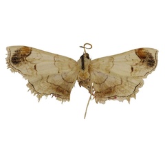 /filer/webapps/moths/media/images/M/malgassellus_Goniophysetis_AM_ABSRC.jpg