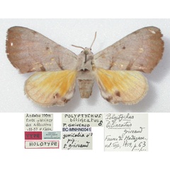 /filer/webapps/moths/media/images/B/bilineatus_Polyptychus_HT_MNHN.jpg
