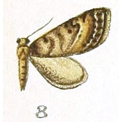 /filer/webapps/moths/media/images/I/infausta_Eupithecia_HT_Prout_1-8.jpg