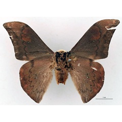 /filer/webapps/moths/media/images/P/piersoni_Orthogonioptilum_HT_RBINS_02.jpg