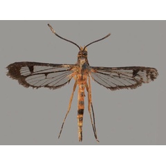 /filer/webapps/moths/media/images/F/ferox_Aegeria_HT_OUMNH_01.jpg