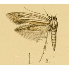 /filer/webapps/moths/media/images/N/neurogramma_Scythris_Walsingham1903_21_8.jpg