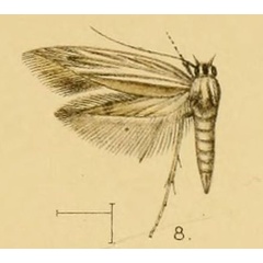 /filer/webapps/moths/media/images/N/neurogramma_Scythris_Walsingham1903_21_8.jpg