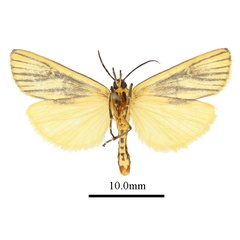 /filer/webapps/moths/media/images/N/nigroradians_Conotalis_AM_ANHRTb.JPG