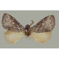 /filer/webapps/moths/media/images/L/lunata_Haplopacha_HT_BMNH.jpg