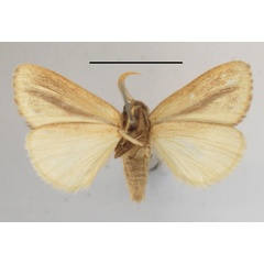 /filer/webapps/moths/media/images/S/strigata_Bisolita_AM_MGCLb_01.JPG