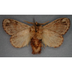 /filer/webapps/moths/media/images/A/axiologa_Diapalpus_HT_RMCAb.jpg