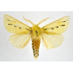 /filer/webapps/moths/media/images/T/trimacula_Antheua_AM_NHMO.jpg