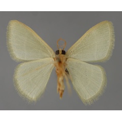 /filer/webapps/moths/media/images/A/attenuata_Chlorissa_A_ZSM_02.jpg