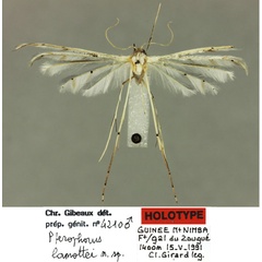 /filer/webapps/moths/media/images/L/lamottei_Pterophorus_HT_MNHN.jpg