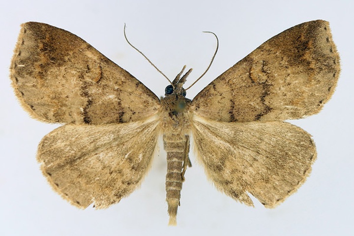 /filer/webapps/moths/media/images/P/poliophaea_Aburina_AM_TMSA_02.jpg