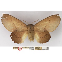 /filer/webapps/moths/media/images/B/bicrenulata_Opisthodontia_HT_NHMUK.jpg