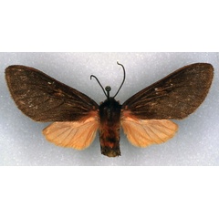 /filer/webapps/moths/media/images/H/heinrichi_Metarctia_AT_ZSM_01.jpg