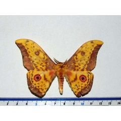 /filer/webapps/moths/media/images/T/tiramis_Aurivillius_A_Goff.JPG